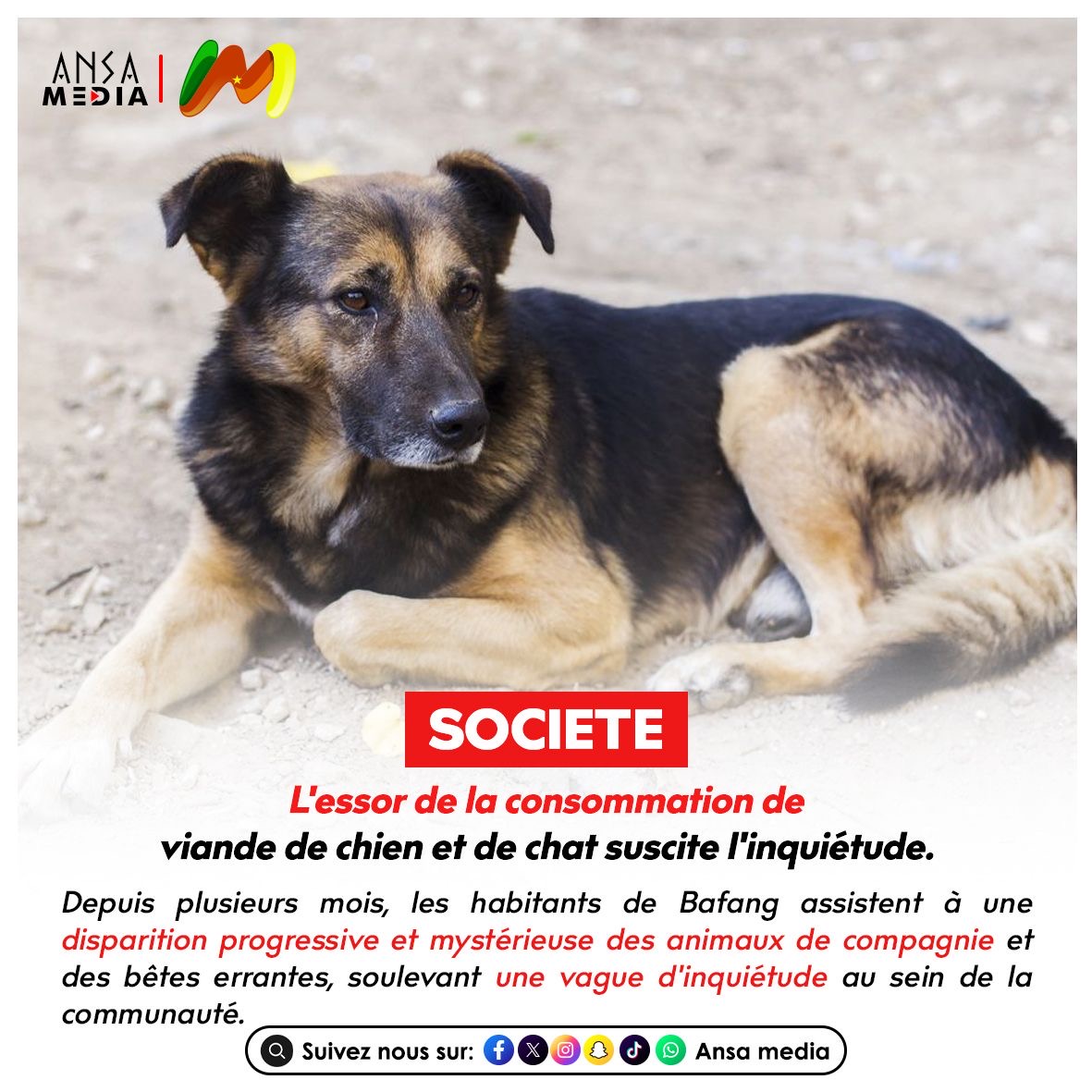 L'essor de la consommation de viande de chien et de chat suscite l'inquiétude.